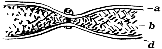 Стеганый поддоспешник, Гамбензон, Стега