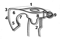 анатомия топора