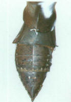 железный башмак