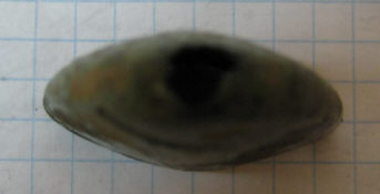 наконечник ножен