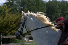 удила первой половины 13 века