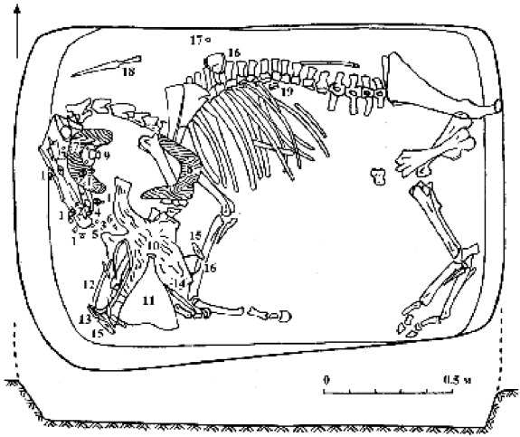 захоронение с конем