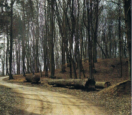 лес для стройки корабля