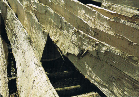 заготовка древесины