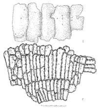 Панцирные пластины из тюркских памятников Горного Алтая: 1 - Кок-Паш; 2 - Узунтал-I.