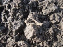 Фибула 4-5 век н.э