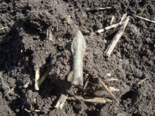 Находка раннескифского наконечника стрелы с шипом на втулке