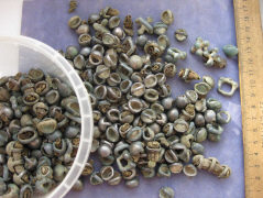 Мелкие бляшки