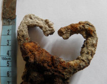 Скифский кинжал с изогнутым однолезвийным клинком и антенным навершием рукояти