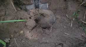 Находка клада шляхетского серебра