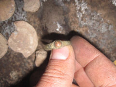 находка перстенька