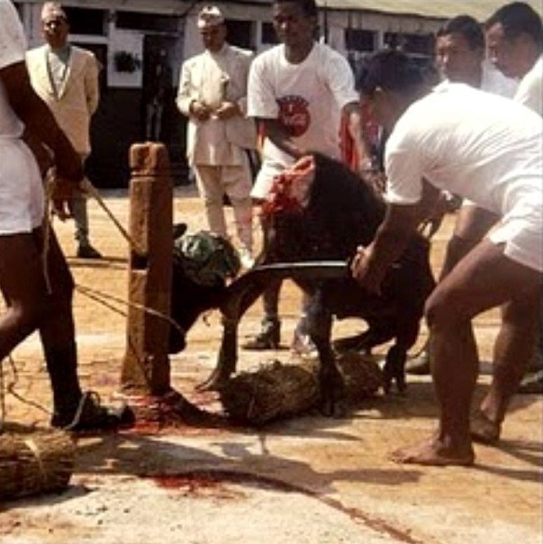 Ритуальное жертвоприношение