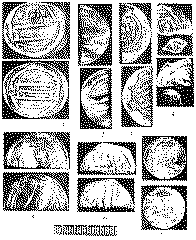 Сидорово. Монеты, найденные на городище. Подъемный материал