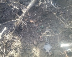 Клад бронзовых изделий культуры Ноуа XIV-XIII вв. до н.э.